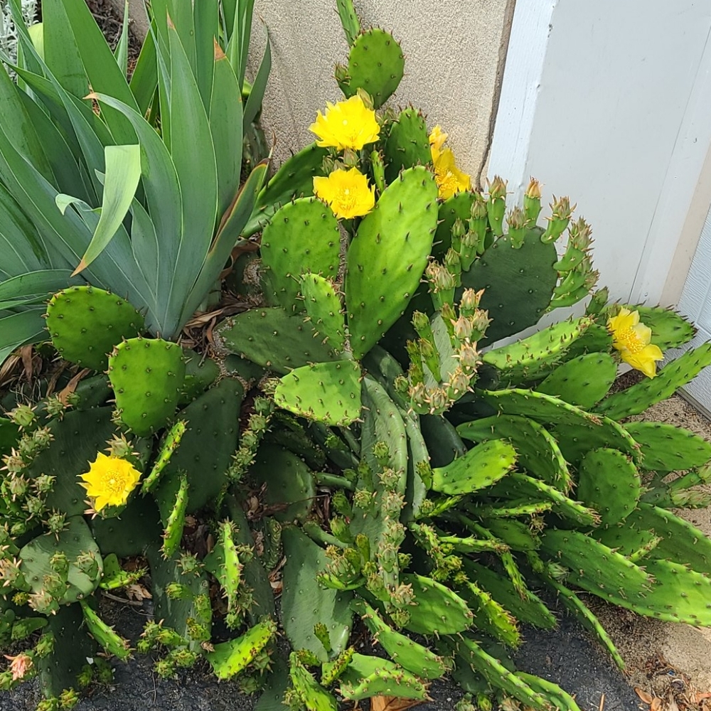 Prickly Pear Cactus. 4 plants $15